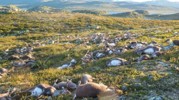بالفيديو... صاعقة تقتل المئات من حيوانات الرنّة بالنرويج