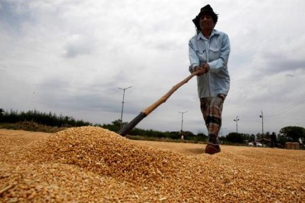 مرض فطري قاتل يهدد إنتاج محصول القمح في العالم