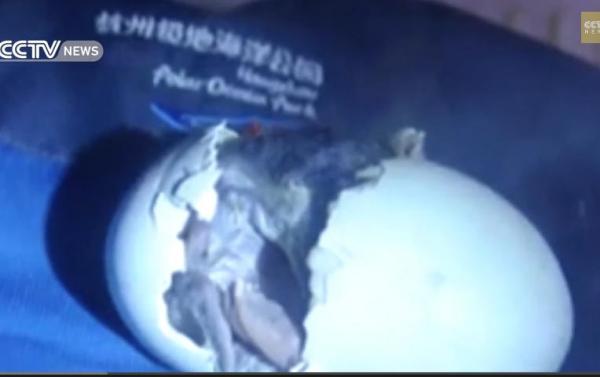 بالفيديو: لحظة مذهلة لبطريق يفقس من البيضة