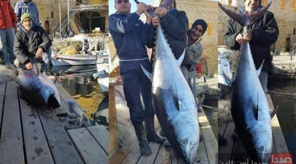 بالصور: لبناني يصطاد سمكة تونة وزنها 100 كغم