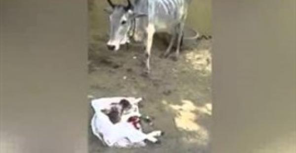 بالفيديو.. ولادة بقرة برأسين في الهند