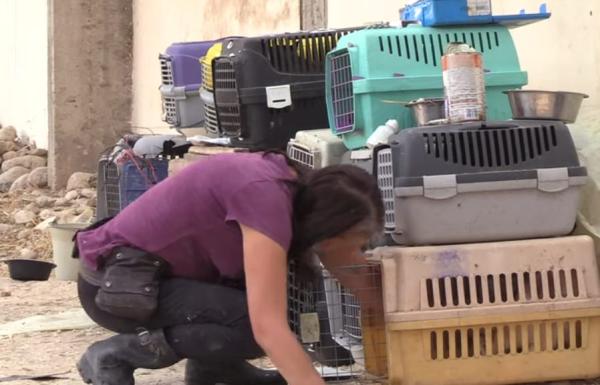 بعد حكم قضائي.. السلطات تباشر إغلاق "مأوى حيوانات ضالة" شهير بمنطقة أورير بأكادير
