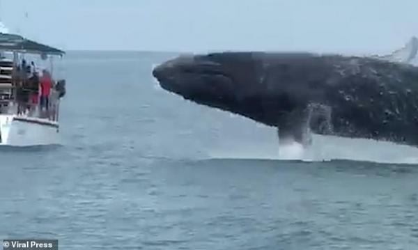 حوت ضخم يفاجئ قارب سياح وسط المياه (فيديو وصور)
