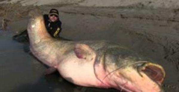 بالفيديو .. شاب يصطاد أكبر سمكة قرموط في العالم
