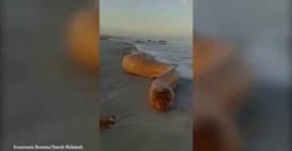بالفيديو.. رجل يعثر على ثعبان ضخم على أحد الشواطئ