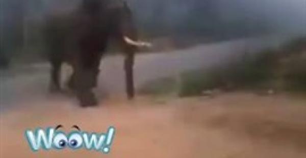 بالفيديو.. كلب صغير يطارد فيلا ضخما ويدفعه للفرار أمامه