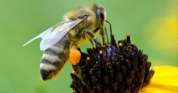 علماء: النحل يخلط بين مبيدات حشرية ورحيق الأزهار