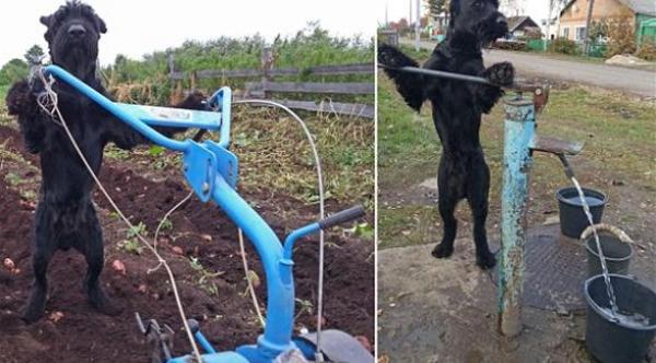 بالصور: كلب يشغل وظيفة "مزارع" في روسيا