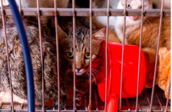 يسرق القطط لبيع لحومها للمطاعم في فيتنام