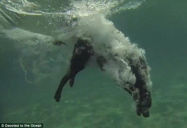 بالفيديو والصور.. كلبة تصطاد الاستاكوزا من أعماق البحر
