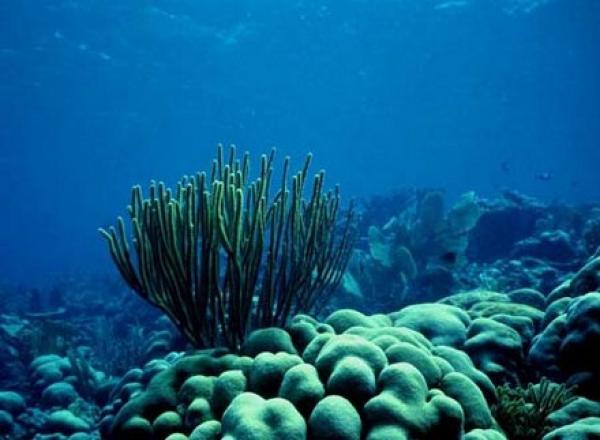 علماء استراليون : 2016 أكثر الأعوام كارثية على سلامة الشعاب المرجانية