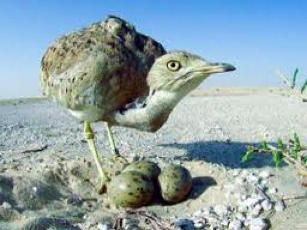 انتقادات لأمير سعودي لصيده 2100 طائر من نوع نادر