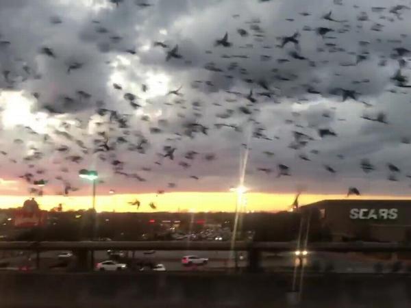 فيديو .. آلاف الطيور تتسبب في إغلاق الطرقات في مدينة أمريكية