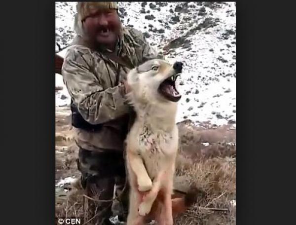 بالفيديو: صياد يرغم ذئباً على التقاط سيلفي قبل قتله