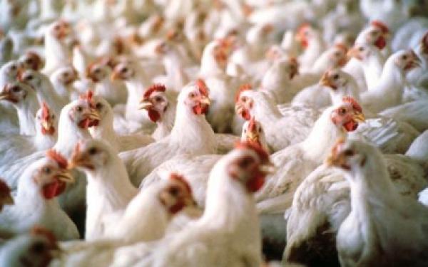 تخوف من ارتفاع أسعار الدجاج بعد نفوقها بسبب ارتفاع درجة الحرارة