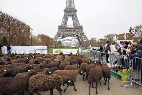أغنام فرنسا تحتج  أمام برج إيفل ضد الذئاب