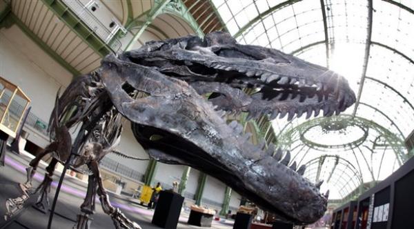 فرنسا تبيع الهيكل العظمي لديناصور بمزاد علني