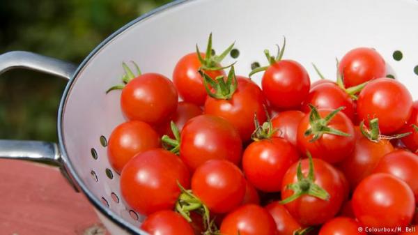 الطماطم المطبوخة صحية ومفيدة أكثر من الطازجة