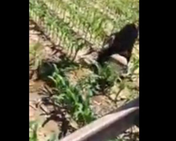 بالفيديو .. مزارع يساعد دبا على إخراج رأسه من صفيحة حليب