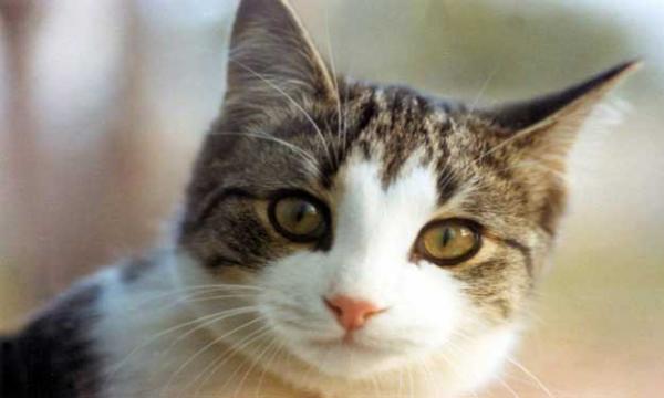 قطة تتسبب في مواجهات قضائية لمدة 3 سنوات