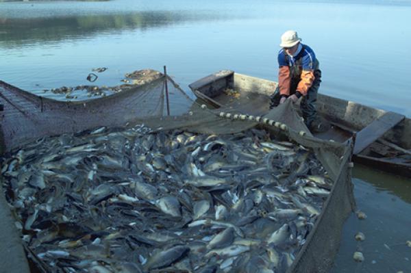 تراجع كميات الاسماك المفرغة في المضيق بنسبة 26 % خلال الربع الأول من 2024
