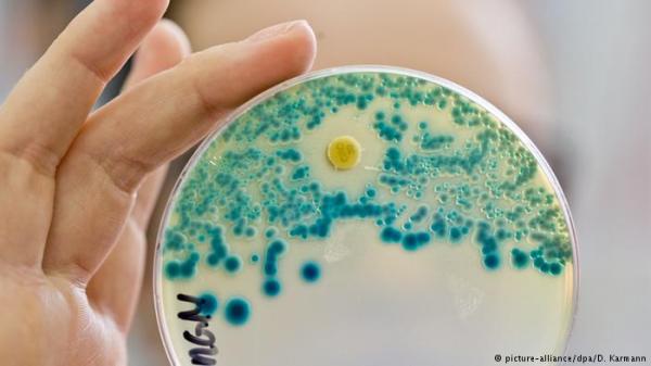دراسة: بكتيريا مفترسة كمضاد حيوي!
