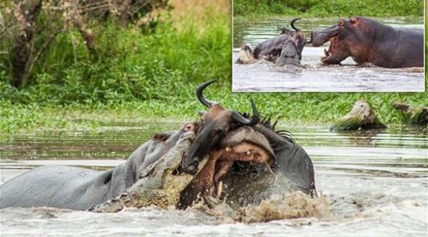 بالصور: فرس نهر يتدخل لإنقاذ جاموس من فكي تمساح