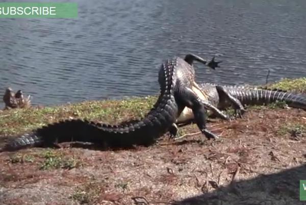 بالفيديو: معركة عنيفة تدور بين تمساحين ضخمين