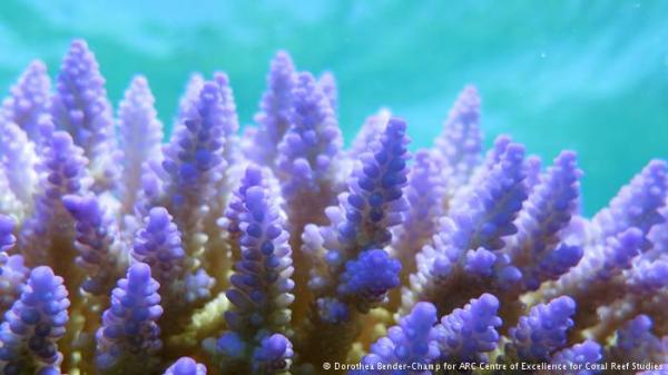 إحدى عجائب الدنيا: الحاجز المرجاني العظيم بأستراليا مهدد بالزوال