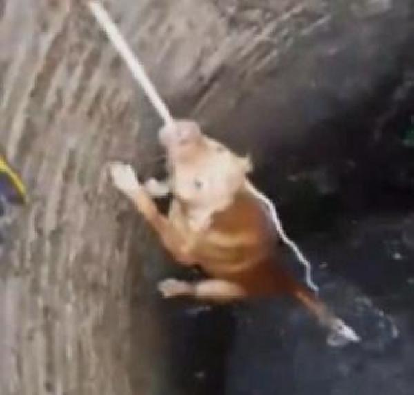 بالفيديو.. ذكاء كلب يقوده لإنقاذ نفسه من الغرق ببئر عميقة!