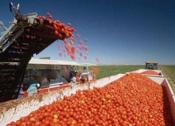 لوبيات أوروبية تعلن "حرب الطماطم" على المغرب