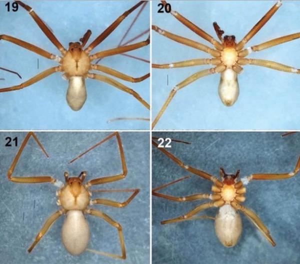 اكتشاف نوع جديد من العناكب الخطيرة تختبئ في الأثاث