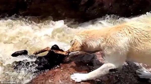 بالفيديو: كلب شجاع ينقذ صديقه من الغرق في نهر