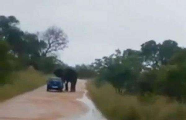 شاهد.. فيل يهاجم سيارة ويدحرجها بين رجليه