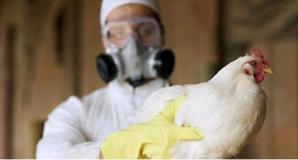 اكتشاف الحالة الثانية لـ«أنفلونزا الطيور» بهولندا