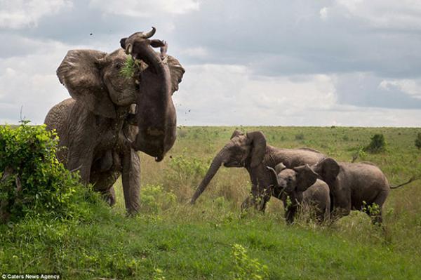 بالصور: هذا ما يحدث عندما يزعج جاموس فيلاً غاضباً