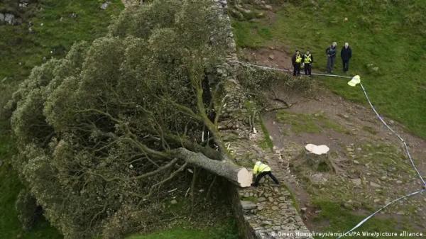 غضب وحزن في بريطانيا بعد قطع شجرة عمرها قرنين