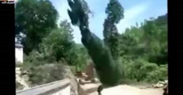 بالفيديو.. لحظة نجاة رجل من الموت بعد سقوط شجرة عملاقة عليه