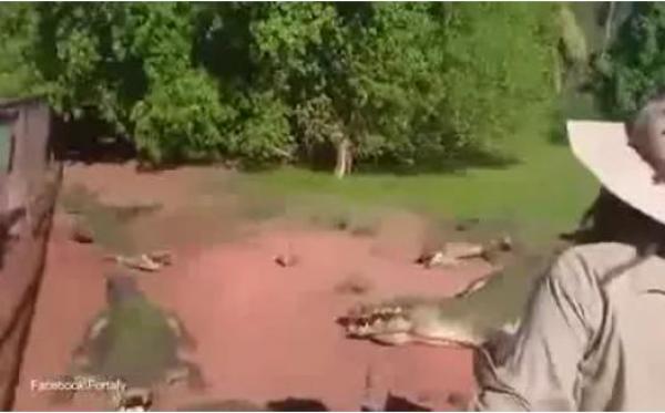 بالفيديو: تمساح جائع يلتهم ذراع آخر