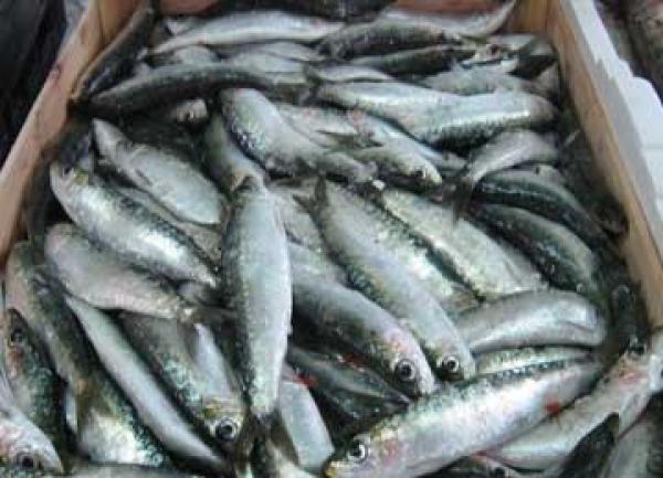 الجزائريون يقاطعون الأسماك وعلى رأسها السردين