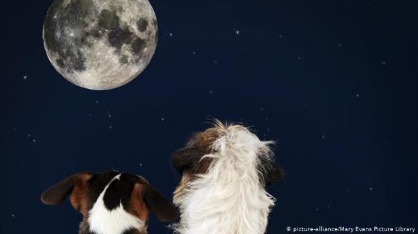 لماذا تطلق الكلاب ترنيمات العواء الحزينة نحو القمر؟