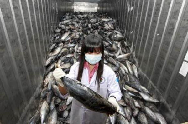 شركات أجنبية تدخل أسماك ملوثة بجرثومة خطيرة عبر ميناء البيضاء