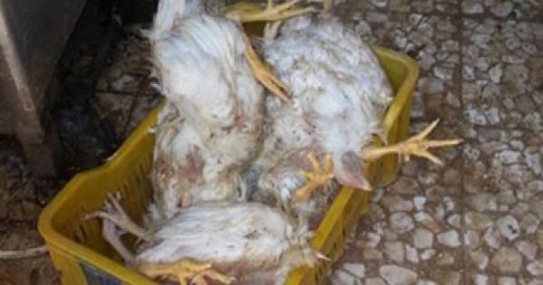 خطير : مشبوهون يبيعون الدجاج النافق بعد الحصول عليه من النفايات