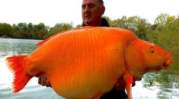 يصطاد سمكة ذهبية عملاقة وزنها أكثر من 30 كيلوغراماً