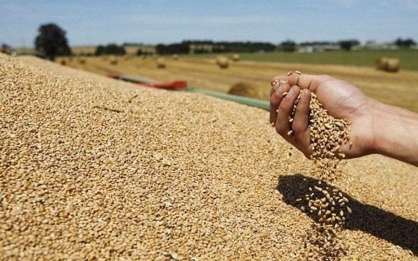إنتاج الحبوب بالمغرب يتراجع بنسبة 43 في المائة