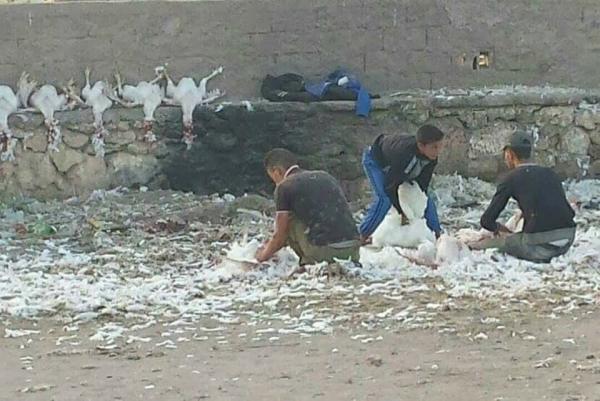 كارثة.. هكذا يتم ذبح الدجاج الموجه للمواطنين بسوق أسبوعي