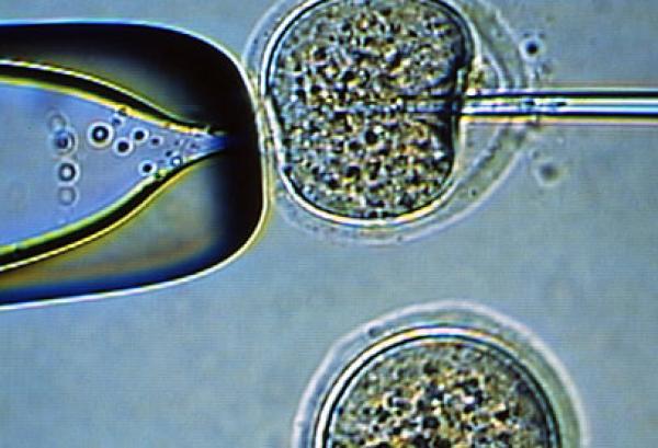 العلماء يخطون الخطوة الأولى في تقنية الاستنساخ الإنجابي