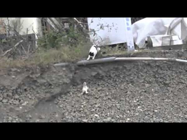 بالفيديو.. قطة تنقذ صغيرها في مشهد قوي