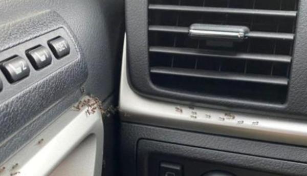 النمل يستغل السيارات كوسيلة نقل لاستعمار بيئات جديدة