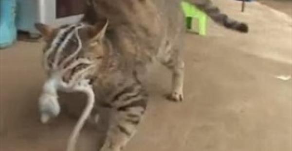 بالفيديو.. شاهد كيف انتقم أخطبوط من قطة حاولت التهامه